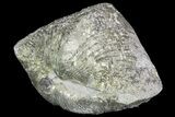 Pyrite Replaced Brachiopod (Paraspirifer) - Ohio #89721-1